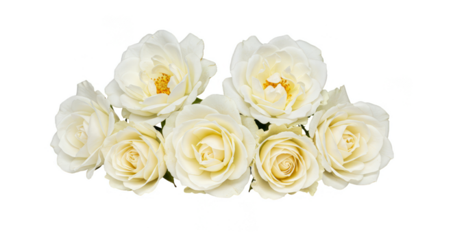 Isolated Bloom White Rose Bouquet Flower Petal on Transparent Background - Powered by Adobe