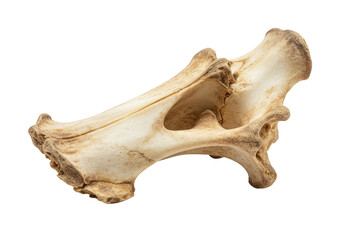 Fototapeta premium Isolated Bone Anatomy of Vertebra Animal Spinal Fossil Ancient Nature
