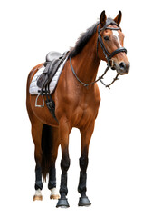 Obraz premium Brown Horse Isolated On Transparent Background With Leather Saddle Portrait