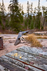 A Gray Jay perched on a rock in a northern forest setting. Captured in natural light during autumn, with soft tones and calm wilderness background.