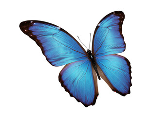 Obraz premium Illustration of Blue Butterfly with Intricate Wing Pattern Isolated