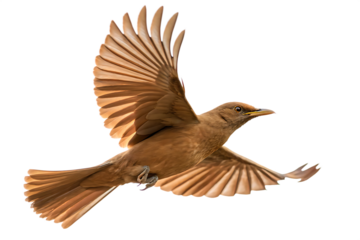 Brown bird in flight isolated on a white background png ai