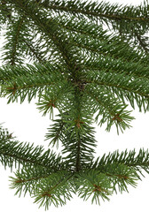 Obraz premium Isolated Evergreen Tree Branch Detailed Green Pine Fir and Needle Leaves