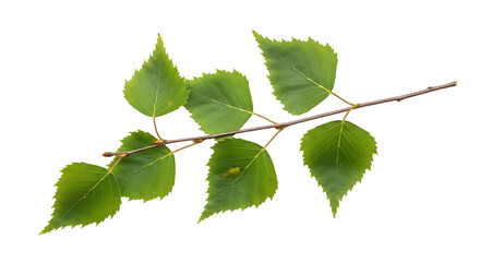 Fototapeta premium Isolated Birch Branch with Green Leaves on Black Background Perfect for Design Elements and Nature Illustrations