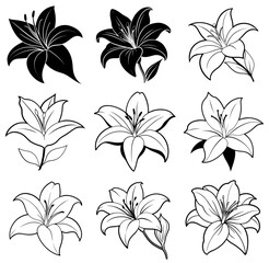 Black silhouette lily vector