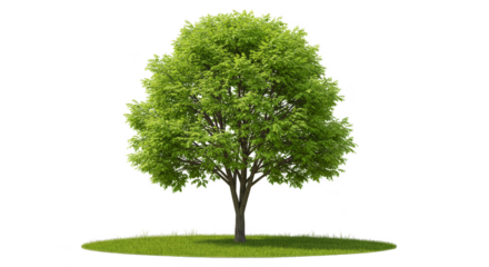 Isolated Green Tree Illustration on Transparent Background in Summer
