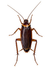 Isolated Cockroach Insect Animal On Transparent Background Cutout