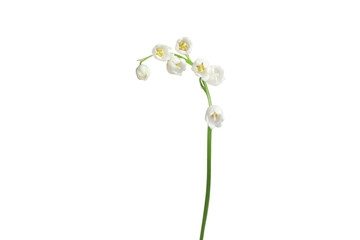 Beautiful fragrant lily-of-the-valley flowers isolated on white