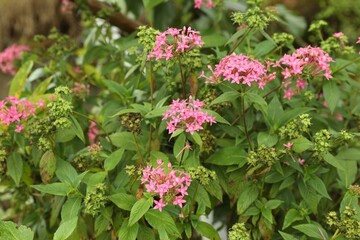Plant with beautiful pink flowers growing outdoors