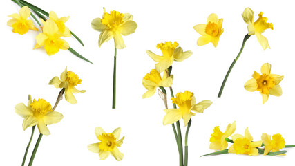 Aromatic yellow daffodil flowers on white background, set © New Africa