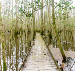 Obraz premium The Boardwalk at Congaree National Park, South Carolina, during flood season.
