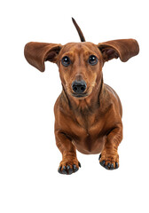 Isolated Image Of Brown Dachshund Portrait With Transparent Background