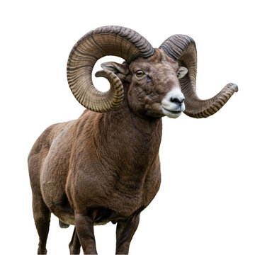Isolated Image of a Bighorn Ram with Large Curled Horns on Transparent