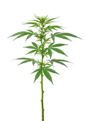 Fototapeta premium Isolated Marijuana Plant with Green Leaves on Transparent Background