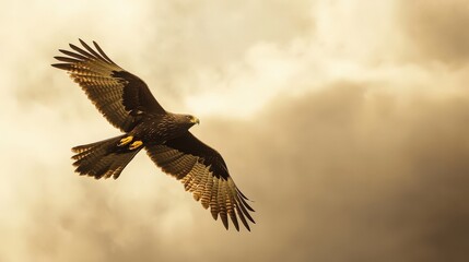 Naklejka premium A majestic bird of prey gracefully soaring through cloudy skies