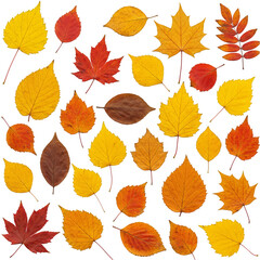 Isolated Autumn Leaves Background Seasonal Transparent Nature Pattern