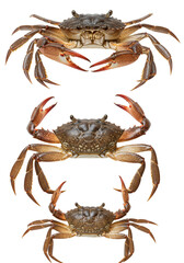 Isolated Photo of Three Crabs Stacked Horizontally on Transparent Background