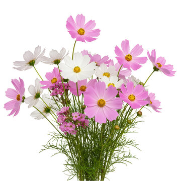 Isolated Bouquet of Pink and White Cosmos Flowers on Transparent BG