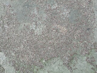 gray background. cement surface. copy space.