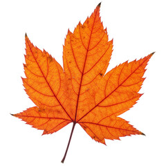 Fototapeta premium Illustration of Autumn Orange Maple Leaf Isolated with Transparent Background