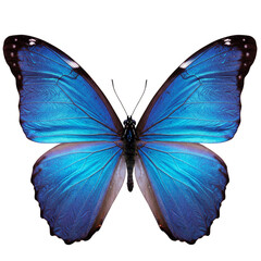 Fototapeta premium Illustration of Blue Butterfly with Open Wings Isolated on Transparent