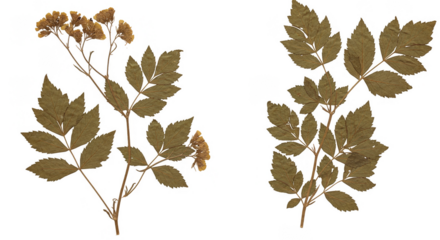 Isolated Background Illustration of Two Brown Mountain Ash Branches