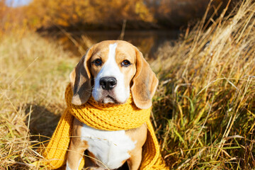 A beagle dog in a yellow scarf sits in the dry grass by the river. Autumn concept. 