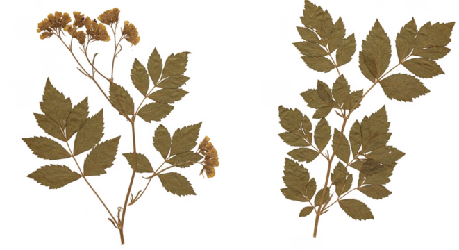 Isolated Background Illustration of Two Brown Mountain Ash Branches