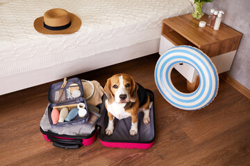 A beagle dog sits in a suitcase with things and a floating inflatable circle for a summer vacation...