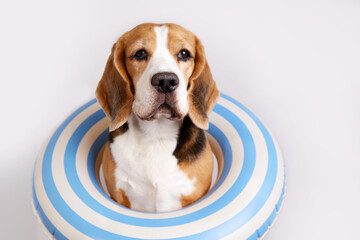 A beagle dog in an inflatable floating circle in the shape of a duckling
