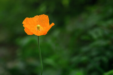 Red poppy flower on blurred green background