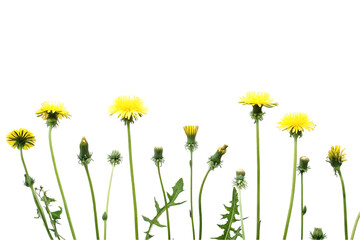 Isolated Dandelions in Various Stages of Bloom Against a Black Background Showing the Life Cycle of the Flower