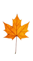 Isolated Transparent Background of an Autumn Maple Leaf with Fall Colors