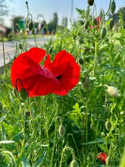 Bright red poppy flower with water drops in a green meadow on a sunny day.