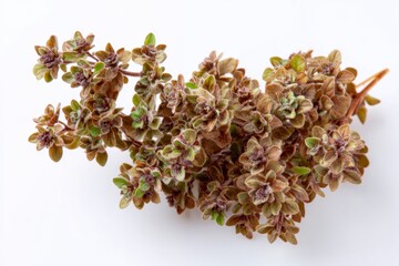 Oregano Herb Closeup on White Background