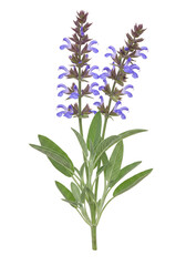 Obraz premium Isolated Transparent Background of Purple Salvia Flower Blooming Herb