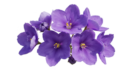 Isolated Floral Transparent Purple Violet Blooms Petals on Transparent Background