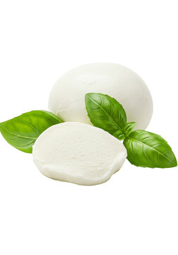 Isolated Mozzarella Cheese with Basil Leaves Fresh Ingredient Background