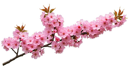 Obraz premium Isolated Pink Cherry Blossom Branch on Transparent Background