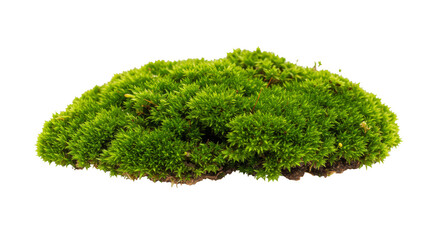 Isolated Green Moss Plant on Transparent Background Environment Texture