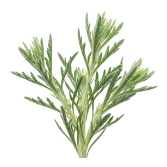 Fototapeta premium Fresh green wormwood plant with slender leaves isolated on transparent background