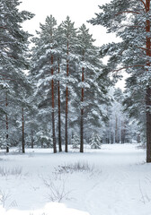 Isolated Winter Scene With Snow Covered Trees In Transparent Background
