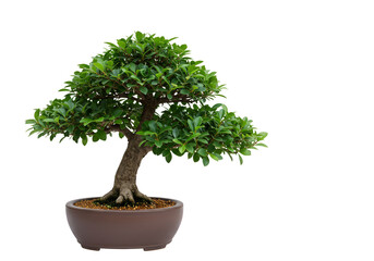 Isolated Miniature Bonsai Tree in Brown Pot on Transparent Background