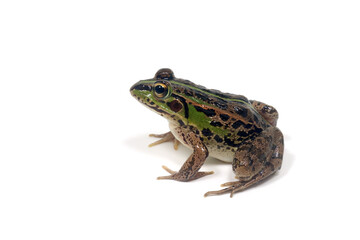 Fototapeta premium カエル トウキョウダルマガエル 白バック
