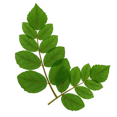Fototapeta premium Isolated Transparent Image of a Green Leaf Branch Foliage Plant