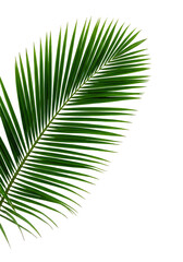 Obraz premium Isolated Tropical Green Palm Leaf Foliage On Transparent Background
