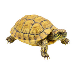 Fototapeta premium Isolated Turtle Animal Transparent Background Reptile with Yellow Shell