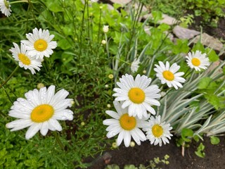 Obraz premium daisies in the garden