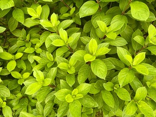 Fresh green leaves texture, lush foliage background. Nature greenery pattern, vibrant spring or summer plant leaves closeup.