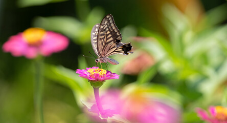 花の蜜を吸うアゲハチョウ	